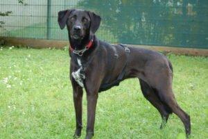 MISTY -  weiblich  5 Jahre  56 cm  25 kg  Mix  Gechipt  Kastriert