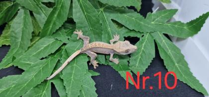 Correlophus ciliatus  Kronengeckos 0.0.12