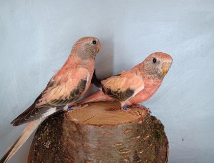 Bourkesittich Hennen in opalin (rosa) von Mai23