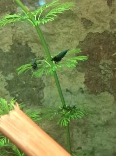 Neocaridina davidi Dark GreenJade  (Süßwasser Garnelen)