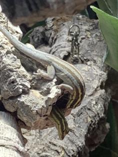 1,1 Streifenzwergtaggecko ( Lygodactylus kimhowelli)