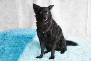 MARENA - weiblich  4 Jahre  38 cm  10 kg  Mix  Gechipt  Kastriert