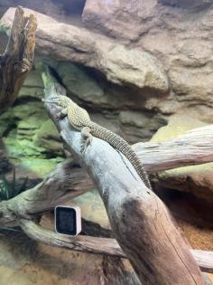Stachelschwanzwaran (Varanus acanthurus) männlich, ca. 5 Jahre alt