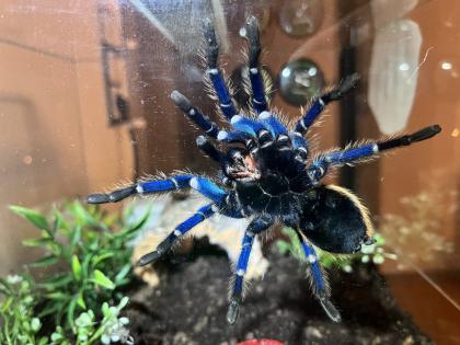 Vogelspinnen Chromatopelma und Pterinopelma