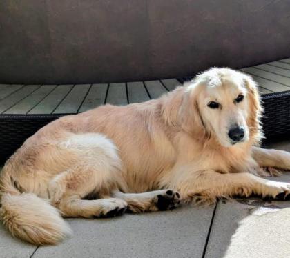 Acai - liebenswürdig, freundlich, gemütlich