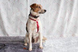 MONDO  Schutzgebühr: € 300,--  männlich  8 Jahre  47 cm  15 kg  Mix  Gechipt  Ka