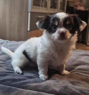 Langhaar Chihuahua Welpe 