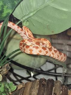 Kornnatter Schlangen