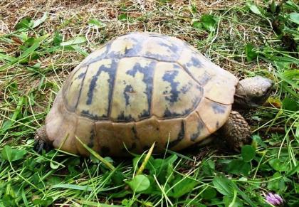 Griechische Landschildkröten, Thb. un Thh. (kleinbleibende Unterart aus dem west