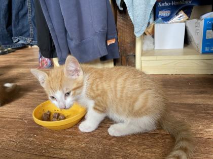 Rote Kater & Glückskatze - stubenreine, menschenbezogene Katzenbabys