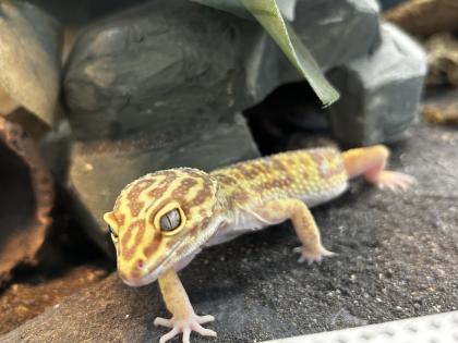 2 Leopardgeckos weiblich (dringend)