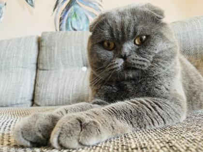 Deckkater BKH 