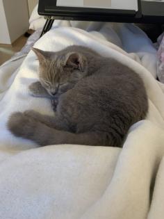 Zwei liebe BKH Kitten lilac + blue, weiblich