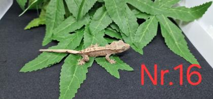 Correlophus ciliatus  Kronengeckos 0.0.12