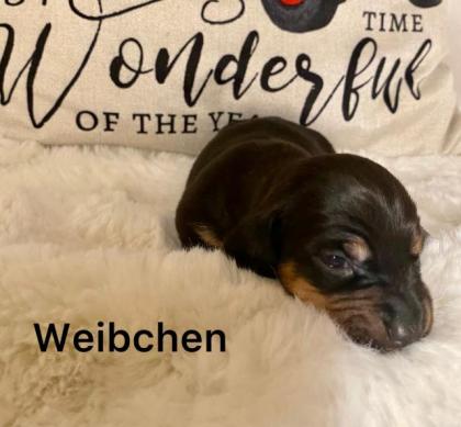 Wunderschöne Zwergdackel Welpen suchen ein Zuhause 