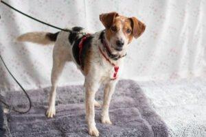 MONDO  Schutzgebühr: € 300,--  männlich  8 Jahre  47 cm  15 kg  Mix  Gechipt  Ka