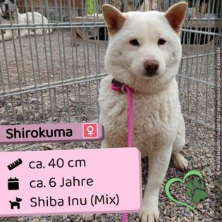 Shirokuma (w), freundlich