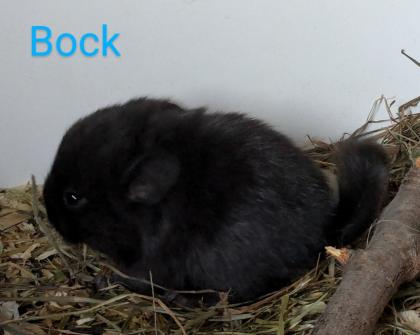 Chinchilla Babys (Angora / Angoraträger) suchen ein Zuhause