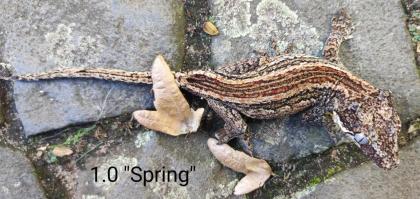 Rhacodactylus auriculatus (Höckerkopfgeckos) für HAMM