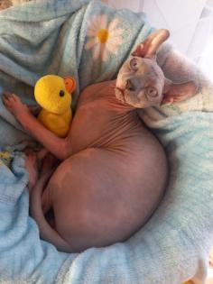 Deckkater, Canadien Sphynx Elf