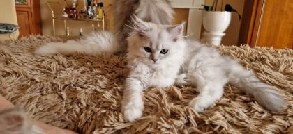 Perser Baby´s mit richtige Nase