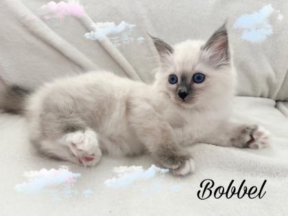 Heilige Birma Kitten / unsere zuckersüßen Wölkchen :)