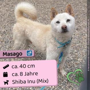 Masago (m), 8 Jahre, 40cm, Slowakei (NB)