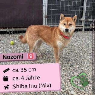 Nozomi (w), Shiba Inu Mix, 4 Jahre, 35 cm, Slowakei