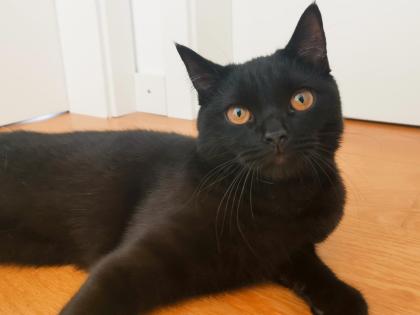Kater BKH - schwarz/dunkelbraun - 7 Monate alt