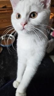 Hauskatze/Kater/männliche Katze
