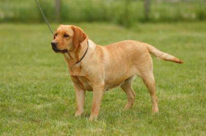 Labrador Hündin / perfekter Familien Hund
