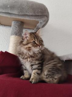 4 Süßes BKH und BLH-Kitten !