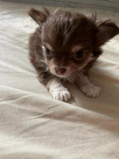 Chihuahua Welpe sucht ein neues zu Hause