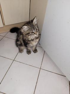 Main coon Mischlinge 4×