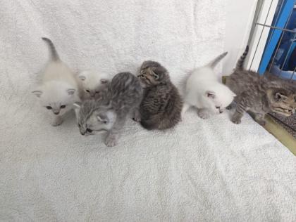 Sechs süße BKH Kitten geb. 06.05.23 suchen ab Ende Juli ein neues Zuhause