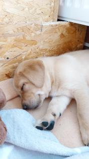 Unsere süßen Labrador Welpen