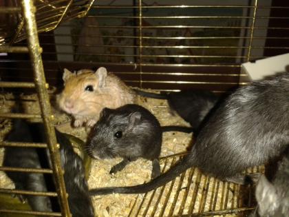 Gerbils/ Mongolische Rennmäuse