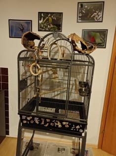 Nelly, Grünwangenrotschwanzsittich, weiblich