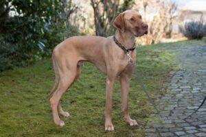 HERBERT -  männlich  1 Jahr  80 cm  48 kg  Deutsche Dogge  Gechipt