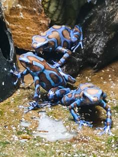 Diverse Nachzuchten verschiedener Dendrobaten Dendrobates Pfeilgiftfrösche Frösc