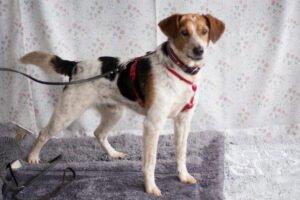 MONDO  Schutzgebühr: € 300,--  männlich  8 Jahre  47 cm  15 kg  Mix  Gechipt  Ka