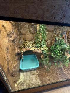 Boa Constrictor zu verkaufen