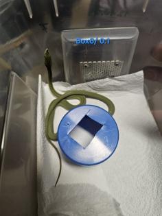 Philodryas baroni DNZ 08/25