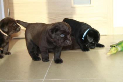 Labrador Retriever Welpen mit Papieren