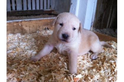 Labrador Welpen gechipt 