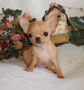 Mini - Chihuahua welp!!!!