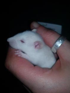 Albino Ratten (m/w) an Tierliebhaber/innen zu vergeben!