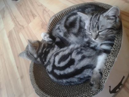 Wunderschöne bkh silvertabby