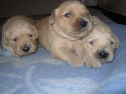 Golden retriever welpen