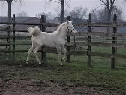 Partbred Araber Cremello Stutfohlen